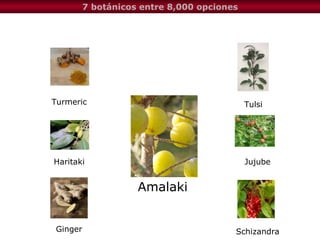Turmeric Haritaki Ginger Tulsi Jujube Schizandra Amalaki 7 botánicos entre 8,000 opciones 