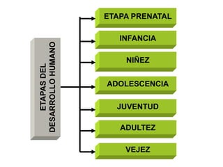 ETAPA PRENATAL

                       INFANCIA
DESARROLLO HUMANO
                        NIÑEZ
    ETAPAS DEL




                    ADOLESCENCIA

                      JUVENTUD

                       ADULTEZ

                        VEJEZ
 