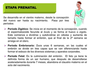 ETAPA PRENATAL


Se desarrolla en el vientre materno, desde la concepción
del nuevo ser hasta su nacimiento. Pasa por tres
períodos:

 Período Zigótico: Se inicia en el momento de la concepción, cuando
  el espermatozoide fecunda al óvulo y se forma el huevo o zigoto.
  Este comienza a dividirse y subdividirse en células y aumenta de
  tamaño hasta formar el embrión, que al final de la 2ª semana se
  arraiga en el útero.
 Período Embrionario: Dura unas 6 semanas, en las cuales el
  embrión se divide en tres capas que se van diferenciando hasta
  formar el esbozo de los diversos sistemas y aparatos corporales.
 Período Fetal: Es la culminación del embrión. El feto ya tiene la
  definida forma de un ser humano, que después de desarrollarse
  aceleradamente durante 7 meses, abandona el claustro materno en el
  acto del nacimiento.
 