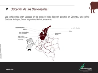 Ubicación de los Semovientes
Los semovientes están ubicadas en las zonas de larga tradición ganadera en Colombia, tales como:
Córdoba, Antioquia, Cesar, Magdalena, Bolívar, entre otras.

 