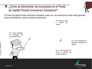 ¿Cómo se Administran las Inversiones en el Fondo
de Capital Privado Inversiones Ganaderas?
El Fondo de Capital Privado Inversiones Ganaderas cuenta con una estructura de cuatro entes generales
para su administración, como se muestra a continuación:
ProfesionalesDE BOLSA
ProfesionalesDE BOLSA
Es el ente que vigila
y controla los
activos.
Es el ente encargado
de administrar los
recursos del FCP IG.
Es el ente encargado de
gestionar la operación del
Ganado.
Es el ente encargado de
tomar la decisión del
manejo de Activos
 