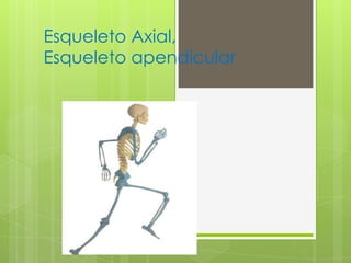 Esqueleto Axial,
Esqueleto apendicular
 