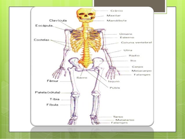 esqueleto axial