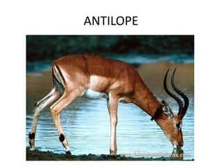 ANTILOPE 