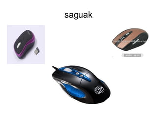 saguak
 