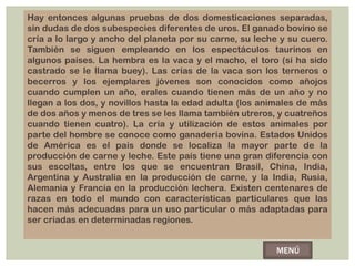 Hay entonces algunas pruebas de dos domesticaciones separadas,
sin dudas de dos subespecies diferentes de uros. El ganado bovino se
cría a lo largo y ancho del planeta por su carne, su leche y su cuero.
También se siguen empleando en los espectáculos taurinos en
algunos países. La hembra es la vaca y el macho, el toro (si ha sido
castrado se le llama buey). Las crías de la vaca son los terneros o
becerros y los ejemplares jóvenes son conocidos como añojos
cuando cumplen un año, erales cuando tienen más de un año y no
llegan a los dos, y novillos hasta la edad adulta (los animales de más
de dos años y menos de tres se les llama también utreros, y cuatreños
cuando tienen cuatro). La cría y utilización de estos animales por
parte del hombre se conoce como ganadería bovina. Estados Unidos
de América es el país donde se localiza la mayor parte de la
producción de carne y leche. Este país tiene una gran diferencia con
sus escoltas, entre los que se encuentran Brasil, China, India,
Argentina y Australia en la producción de carne, y la India, Rusia,
Alemania y Francia en la producción lechera. Existen centenares de
razas en todo el mundo con características particulares que las
hacen más adecuadas para un uso particular o más adaptadas para
ser criadas en determinadas regiones.


                                                          MENÚ
 