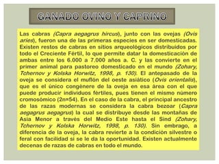 Las cabras (Capra aegagrus hircus), junto con las ovejas (Ovis
aries), fueron una de las primeras especies en ser domesticadas.
Existen restos de cabras en sitios arqueológicos distribuidos por
todo el Creciente Fértil, lo que permite datar la domesticación de
ambas entre los 6.000 a 7.000 años a. C. y las convierte en el
primer animal para pastoreo domesticado en el mundo (Zohary,
Tchernov y Kolska Horwitz, 1998, p. 130). El antepasado de la
oveja se considera el muflón del oeste asiático (Ovis orientalis),
que es el único congénere de la oveja en esa área con el que
puede producir individuos fértiles, pues tienen el mismo número
cromosómico (2n=54). En el caso de la cabra, el principal ancestro
de las razas modernas se considera la cabra bezoar (Capra
aegagrus aegagrus) la cual se distribuye desde las montañas de
Asia Menor a través del Medio Este hasta el Sind (Zohary,
Tchernov y Kolska Horwitz, 1998, p. 130). Sin embrago, a
diferencia de la oveja, la cabra revierte a la condición silvestre o
feral con facilidad si se le da la oportunidad. Existen actualmente
decenas de razas de cabras en todo el mundo.
 