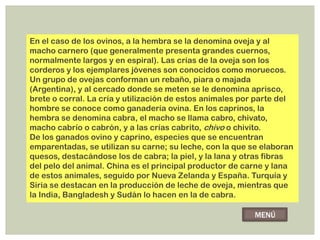 En el caso de los ovinos, a la hembra se la denomina oveja y al
macho carnero (que generalmente presenta grandes cuernos,
normalmente largos y en espiral). Las crías de la oveja son los
corderos y los ejemplares jóvenes son conocidos como moruecos.
Un grupo de ovejas conforman un rebaño, piara o majada
(Argentina), y al cercado donde se meten se le denomina aprisco,
brete o corral. La cría y utilización de estos animales por parte del
hombre se conoce como ganadería ovina. En los caprinos, la
hembra se denomina cabra, el macho se llama cabro, chivato,
macho cabrío o cabrón, y a las crías cabrito, chivo o chivito.
De los ganados ovino y caprino, especies que se encuentran
emparentadas, se utilizan su carne; su leche, con la que se elaboran
quesos, destacándose los de cabra; la piel, y la lana y otras fibras
del pelo del animal. China es el principal productor de carne y lana
de estos animales, seguido por Nueva Zelanda y España. Turquía y
Siria se destacan en la producción de leche de oveja, mientras que
la India, Bangladesh y Sudán lo hacen en la de cabra.

                                                          MENÚ
 