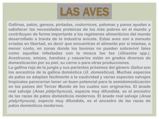 Gallinas, patos, gansos, pintadas, codornices, palomas y pavos ayudan a
satisfacer las necesidades proteicas de los más pobres en el mundo y
contribuyen de forma importante a los regímenes alimenticios del mundo
desarrollado a través de la industria avícola. Estas aves son a menudo
criadas en libertad, es decir que encuentran el alimento por si mismas, a
menor costo, en zonas donde los bovinos no pueden sobrevivir tales
como aquellas infestadas con la mosca tse tse (Glossina spp.).
Avestruces, emúes, ñandúes y casuarios están en grados diversos de
domesticación por su piel, su carne o para otras producciones.
La gallina roja de la jungla y sus parientes próximos del género Gallus son
los ancestros de la gallina doméstica (G. domesticus). Muchas especies
de patos se adaptan fácilmente a la cautividad y varias especies salvajes
tropicales parecerían tener un buen potencial para la semidomesticación
en los países del Tercer Mundo de los cuales son originarios. El ánade
real salvaje (Anas platyrhyncos), especie muy difundida, es el ancestro
de las razas de patos domésticos modernos. El ánade real salvaje (Anas
platyrhyncos), especie muy difundida, es el ancestro de las razas de
patos domésticos modernos.
 