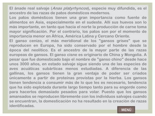 El ánade real salvaje (Anas platyrhyncos), especie muy difundida, es el
ancestro de las razas de patos domésticos modernos.
Los patos domésticos tienen una gran importancia como fuente de
alimentos en Asia, especialmente en el sudeste. Allí sus huevos son lo
más importante, en tanto que hacia el norte la producción de carne toma
mayor significación. Por el contrario, los patos son por el momento de
importancia menor en África, América Latina y Cercano Oriente.
El ganso cenizo, el más meridional de los "gansos grises" que se
reproducen en Europa, ha sido conservado por el hombre desde la
época del neolítico. Es el ancestro de la mayor parte de las razas
europeas de gansos. El ganso cisne es originario de China y Mongolia. A
pesar que fue domesticado bajo el nombre de "ganso chino" desde hace
unos 3000 años, en estado salvaje sigue siendo una de las especies de
aves acuáticas subárticas menos estudiadas. A diferencia de las
gallinas, los gansos tienen la gran ventaja de poder ser criados
únicamente a partir de proteínas provistas por la hierba. Los gansos
tienen tendencia a consumir más de lo que les es necesario, tendencia
que ha sido explotada durante largo tiempo tanto para su engorde como
para hacerlos demasiado pesados para volar. Puesto que los gansos
amansados se reproducen libremente con los individuos salvajes cuando
se encuentran, la domesticación no ha resultado en la creación de razas
identificadas.
                                                           MENÚ
 
