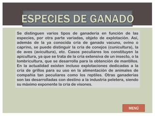 Se distinguen varios tipos de ganadería en función de las
especies, por otra parte variadas, objeto de explotación. Así,
además de la ya conocida cría de ganado vacuno, ovino o
caprino, se puede distinguir la cría de conejos (cunicultura), la
de aves (avicultura), etc. Casos peculiares los constituyen la
apicultura, ya que se trata de la cría extensiva de un insecto, o la
lombricultura, que se desarrolla para la obtención de mantillos.
En la actualidad existen incluso explotaciones dedicadas a la
cría de grillos para su uso en la alimentación de animales de
compañía tan peculiares como los reptiles. Otras ganaderías
son las desarrolladas con destino a la industria peletera, siendo
su máximo exponente la cría de visones.




                                                              MENÚ
 