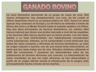 La vaca doméstica desciende de un grupo de razas de uros, Bos
taurus primigenius, hoy desaparecidos. Los uros, de los cuales el
último espécimen murió en un parque polaco en 1627, fueron en otras
épocas muy comunes en Europa y su territorio se extendía a través de
África del norte y el Medio Oriente hasta el sudeste asiático y la China.
Hay dos tipos principales de bovinos domésticos, los cebúes (Bos
taurus indicus) que tienen una joroba marcada a nivel de las espaldas,
y los taurinos (Bos taurus taurus) que no tienen joroba. Los dos tipos,
debido a su total interfertilidad, son habitualmente considerados
como subespecies. Además, se ha comprobado a nivel molecular que
todas las razas europeas y africanas de bovinos domésticos, ya sean
de origen cebuino o taurino, son de una misma línea mitocondrial, en
tanto que las razas indias son de otra. Estudios similares utilizando el
ADN del cromosoma Y muestran los antecedentes cebú de las
poblaciones de bovinos africanos con cuernos. La interpretación de
estos resultados es que los cebú africanos se han desarrollado a
partir de un origen híbrido siendo la introducción de la sangre cebú
principalmente hecha a través de los machos.
 