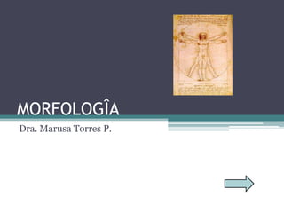 MORFOLOGÎA
Dra. Marusa Torres P.
 