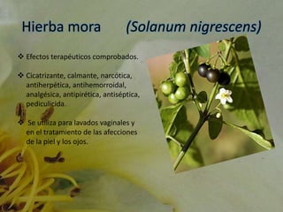 Hierba mora (Solanum nigrescens)
 Efectos terapéuticos comprobados.
 Cicatrizante, calmante, narcótica,
antiherpética, antihemorroidal,
analgésica, antipirética, antiséptica,
pediculicida.
 Se utiliza para lavados vaginales y
en el tratamiento de las afecciones
de la piel y los ojos.
 