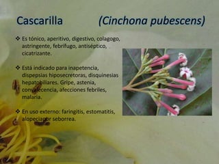 Cascarilla (Cinchona pubescens)
 Es tónico, aperitivo, digestivo, colagogo,
astringente, febrífugo, antiséptico,
cicatrizante.
 Está indicado para inapetencia,
dispepsias hiposecretoras, disquinesias
hepatobiliares. Gripe, astenia,
convalecencia, afecciones febriles,
malaria.
 En uso externo: faringitis, estomatitis,
alopeciapor seborrea.
 