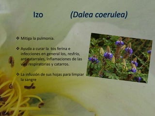 Izo (Dalea coerulea)
 Mitiga la pulmonía.
 Ayuda a curar la tos ferina e
infecciones en general los, resfrío,
anticatarrales, inflamaciones de las
vías respiratorias y catarros.
 La infusión de sus hojas para limpiar
la sangre
 