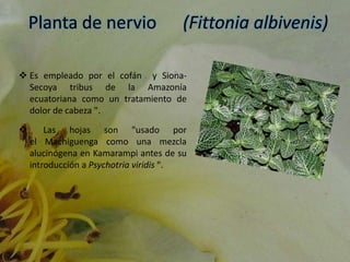 Planta de nervio (Fittonia albivenis)
 Es empleado por el cofán y Siona-
Secoya tribus de la Amazonía
ecuatoriana como un tratamiento de
dolor de cabeza ".
 Las hojas son "usado por
el Machiguenga como una mezcla
alucinógena en Kamarampi antes de su
introducción a Psychotria viridis ".
 