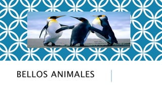 BELLOS ANIMALES 
 