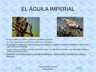 Amalia Merino Olivares
Dana Molnar
EL ÁGUILA IMPERIAL
● El águila imperial es una de las rapaces más amenazadas del mundo.
● Es un ave majestuosa que puede alcanzar hasta 2m de envergadura.
●
Su plumaje es pardo oscuro con hombros y nuca blancos en adultos: los jóvenes presentan un color pardo-
rojizo que va oscureciendo.
●
Caza en terrenos abiertos, normalmente desde el aire, y se alimenta de conejos, aves pequeñas, reptiles e
incluso carroña en invierno.
●
Habita en zonas de bosque y matorral mediterráneo, alcomocales y encinares de sierras y
llanuras.
●
 