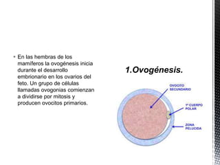  En las hembras de los
mamíferos la ovogénesis inicia
durante el desarrollo
embrionario en los ovarios del
feto. Un grupo de células
llamadas ovogonias comienzan
a dividirse por mitosis y
producen ovocitos primarios.
 