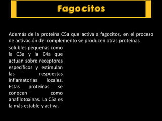 Además de la proteína C5a que activa a fagocitos, en el proceso
de activación del complemento se producen otras proteínas
solubles pequeñas como
la C3a y la C4a que
actúan sobre receptores
específicos y estimulan
las respuestas
inflamatorias locales.
Estas proteínas se
conocen como
anafilotoxinas. La C5a es
la más estable y activa.
 