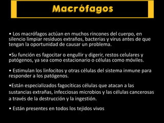 • Los macrófagos actúan en muchos rincones del cuerpo, en
silencio limpiar residuos extraños, bacterias y virus antes de que
tengan la oportunidad de causar un problema.
•Su función es fagocitar o engullir y digerir, restos celulares y
patógenos, ya sea como estacionario o células como móviles.
• Estimulan los linfocitos y otras células del sistema inmune para
responder a los patógenos.
•Están especializados fagocíticas células que atacan a las
sustancias extrañas, infecciosas microbios y las células cancerosas
a través de la destrucción y la ingestión.
• Están presentes en todos los tejidos vivos
 