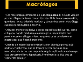 • Los macrófagos comienzan en la médula ósea. El ciclo de vida de
un macrófago comienza con un tipo de célula llamada monocitos,
que tiene la capacidad de madurar y convertirse en un macrófago
cuando es estimulado a hacerlo.
• Algunos monocitos deriva a áreas específicas del cuerpo, como
el hígado, donde maduran a macrófagos especializados que
permanecen en el lugar, mientras que otros se convierten en
macrófagos que flotan libremente.
•Cuando un macrófago se encuentra con algo que piensa que
podría ser peligroso, que se tragará y crear enzimas para
neutralizar de forma que no puede seguir replicando en el cuerpo.
Este proceso se llama fagocitosis, literalmente se dice que es
“comer las células.”
 