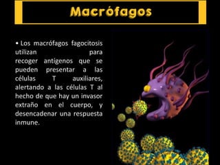 • Los macrófagos fagocitosis
utilizan para
recoger antígenos que se
pueden presentar a las
células T auxiliares,
alertando a las células T al
hecho de que hay un invasor
extraño en el cuerpo, y
desencadenar una respuesta
inmune.
 