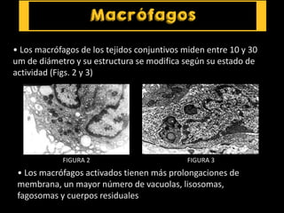 • Los macrófagos de los tejidos conjuntivos miden entre 10 y 30
um de diámetro y su estructura se modifica según su estado de
actividad (Figs. 2 y 3)
FIGURA 2 FIGURA 3
• Los macrófagos activados tienen más prolongaciones de
membrana, un mayor número de vacuolas, lisosomas,
fagosomas y cuerpos residuales
 