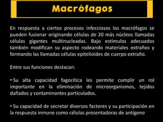 En respuesta a ciertos procesos infecciosos los macrófagos se
pueden fusionar originando células de 20 más núcleos llamadas
células gigantes multinucleadas. Bajo estímulos adecuados
también modifican su aspecto rodeando materiales extraños y
formando las llamadas células epitelioides de cuerpo extraño.
Entre sus funciones destacan:
• Su alta capacidad fagocítica les permite cumplir un rol
importante en la eliminación de microorganismos, tejidos
dañados y contaminantes particulados.
• Su capacidad de secretar diversos factores y su participación en
la respuesta inmune como células presentadoras de antígeno
 