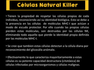 • Tienen la propiedad de respetar las células propias de cada
individuo, reconociendo así su identidad biológica. Esto se debe a
la presencia en las células de moléculas MHC-I que actúan a
modo de escudo protector. Por ello cuando las propias células
pierden estas moléculas, son destruidas por las células NK,
eliminando todo aquello que pierde la identidad propia definida
por las moléculas MHC-I.
• Se cree que tambien estas células detectan a la célula diana por
reconocimiento del glicocálix anómalo.
• Efectivamente lo que caracteriza mayoritariamente a estas
células es su potente capacidad destructora (citotóxica) de
células infectadas por microorganismos y células malignas.
 