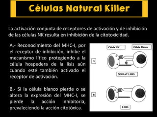 A.- Reconocimiento del MHC-I, por
el receptor de inhibición, inhibe el
mecanismo lítico protegiendo a la
célula hospedera de la lisis aún
cuando esté también activado el
receptor de activación.
B.- Si la célula blanco pierde o se
altera la expresión del MHC-I, se
pierde la acción inhibitoria,
prevaleciendo la acción citotóxica.
La activación conjunta de receptores de activación y de inhibición
de las células NK resulta en inhibición de la citotoxicidad.
 