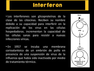 • Los interferones son glicoproteínas de la
clase de las citocinas. Reciben su nombre
debido a su capacidad para interferir en la
replicación de los virus en las células
hospedadoras. incrementan la capacidad de
las células sanas para resistir a nuevas
infecciones víricas.
• En 1957 se incuba una membrana
corioalantoica de un embrión de pollo en
presencia de una suspensión de virus de la
influenza que había sido inactivado por medio
de tratamiento térmico.
 