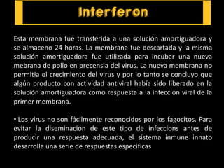 Esta membrana fue transferida a una solución amortiguadora y
se almaceno 24 horas. La membrana fue descartada y la misma
solución amortiguadora fue utilizada para incubar una nueva
mebrana de pollo en precensia del virus. La nueva membrana no
permitia el crecimiento del virus y por lo tanto se concluyo que
algún producto con actividad antiviral había sido liberado en la
solución amortiguadora como respuesta a la infección viral de la
primer membrana.
• Los virus no son fácilmente reconocidos por los fagocitos. Para
evitar la diseminación de este tipo de infeccions antes de
producir una respuesta adecuada, el sistema inmune innato
desarrolla una serie de respuestas especificas
 