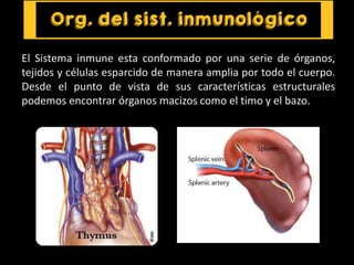 El Sistema inmune esta conformado por una serie de órganos,
tejidos y células esparcido de manera amplia por todo el cuerpo.
Desde el punto de vista de sus características estructurales
podemos encontrar órganos macizos como el timo y el bazo.
 