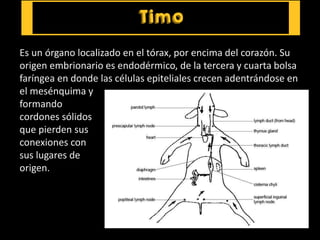 Es un órgano localizado en el tórax, por encima del corazón. Su
origen embrionario es endodérmico, de la tercera y cuarta bolsa
faríngea en donde las células epiteliales crecen adentrándose en
el mesénquima y
formando
cordones sólidos
que pierden sus
conexiones con
sus lugares de
origen.
 