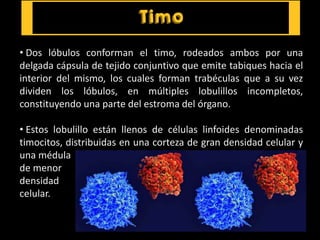 • Dos lóbulos conforman el timo, rodeados ambos por una
delgada cápsula de tejido conjuntivo que emite tabiques hacia el
interior del mismo, los cuales forman trabéculas que a su vez
dividen los lóbulos, en múltiples lobulillos incompletos,
constituyendo una parte del estroma del órgano.
• Estos lobulillo están llenos de células linfoides denominadas
timocitos, distribuidas en una corteza de gran densidad celular y
una médula
de menor
densidad
celular.
 