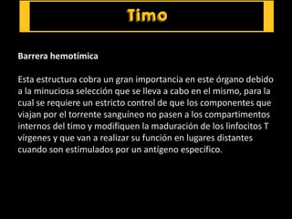 Barrera hemotímica
Esta estructura cobra un gran importancia en este órgano debido
a la minuciosa selección que se lleva a cabo en el mismo, para la
cual se requiere un estricto control de que los componentes que
viajan por el torrente sanguíneo no pasen a los compartimentos
internos del timo y modifiquen la maduración de los linfocitos T
vírgenes y que van a realizar su función en lugares distantes
cuando son estimulados por un antígeno específico.
 