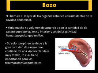 •El bazo es el mayor de los órganos linfoides ubicado dentro de la
cavidad abdominal.
• Varia mucho su volumen de acuerdo a con la cantidad de de
sangre que retenga en su interior y según la actividad
hematopoyética que realice.
• Su color purpúreo se debe a la
gran cantidad de sangre que
contiene. Es una víscera blanda y
muy friable, lo cual tiene
importancia para los
traumatismos abdominales.
 