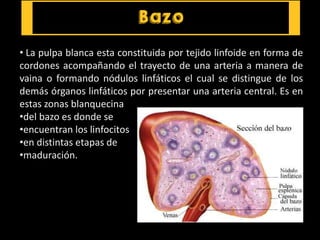 • La pulpa blanca esta constituida por tejido linfoide en forma de
cordones acompañando el trayecto de una arteria a manera de
vaina o formando nódulos linfáticos el cual se distingue de los
demás órganos linfáticos por presentar una arteria central. Es en
estas zonas blanquecina
•del bazo es donde se
•encuentran los linfocitos
•en distintas etapas de
•maduración.
 