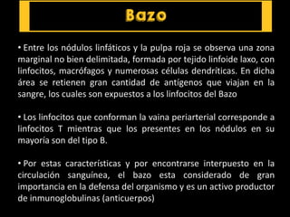 • Entre los nódulos linfáticos y la pulpa roja se observa una zona
marginal no bien delimitada, formada por tejido linfoide laxo, con
linfocitos, macrófagos y numerosas células dendríticas. En dicha
área se retienen gran cantidad de antígenos que viajan en la
sangre, los cuales son expuestos a los linfocitos del Bazo
• Los linfocitos que conforman la vaina periarterial corresponde a
linfocitos T mientras que los presentes en los nódulos en su
mayoría son del tipo B.
• Por estas características y por encontrarse interpuesto en la
circulación sanguínea, el bazo esta considerado de gran
importancia en la defensa del organismo y es un activo productor
de inmunoglobulinas (anticuerpos)
 