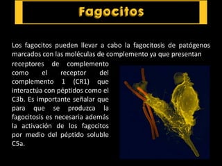 Los fagocitos pueden llevar a cabo la fagocitosis de patógenos
marcados con las moléculas de complemento ya que presentan
receptores de complemento
como el receptor del
complemento 1 (CR1) que
interactúa con péptidos como el
C3b. Es importante señalar que
para que se produzca la
fagocitosis es necesaria además
la activación de los fagocitos
por medio del péptido soluble
C5a.
 