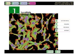 BIOLOGÍA Y GEOLOGÍA 4.º ESO
Tema 1: La célula. Unidad de vida
INICIO ESQUEMA RECURSOS INTERNET
SALIRANTERIOR
LECTURA INICIAL
ESQUEMA
RECURSOS
INTERNET
La célula.
Unidad de vida
 