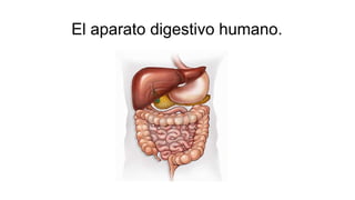El aparato digestivo humano.
 