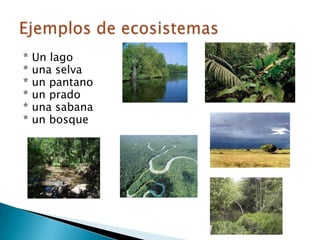* Un lago* una selva * un pantano * un prado * una sabana* un bosque Ejemplos de ecosistemas