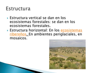 Estructura vertical se dan en los ecosistemas forestales: se dan en los ecosistemas forestales.Estructura horizontal: En los ecosistemas ribereños, En ambientes periglaciales, en mosaicos.Estructura