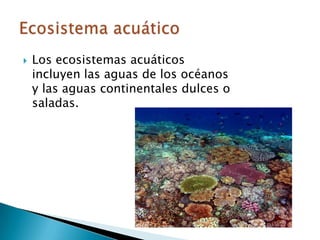 Los ecosistemas acuáticos incluyen las aguas de los océanos y las aguas continentales dulces o saladas.Ecosistema acuático