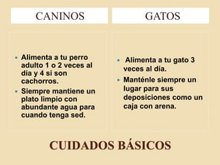 CANINOS GATOS
Alimenta a tu perro
adulto 1 o 2 veces al
día y 4 si son
cachorros.
Siempre mantiene un
plato limpio con
abundante agua para
cuando tenga sed.
Alimenta a tu gato 3
veces al día.
Manténle siempre un
lugar para sus
deposiciones como un
caja con arena.
CUIDADOS BÁSICOS