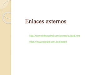 Enlaces externos
http://www.chileaustral.com/perros/cuidad.htm
https://www.google.com.co/search