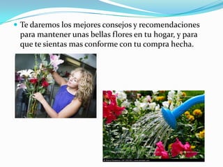  Te daremos los mejores consejos y recomendaciones
para mantener unas bellas flores en tu hogar, y para
que te sientas mas conforme con tu compra hecha.